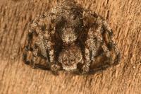 Philodromus margaritatus