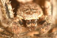 Philodromus margaritatus