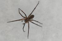 Zoropsis spinimana