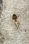 Metellina merianae