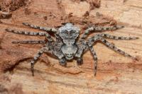 Philodromus margaritatus