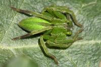 Micrommata ligurina