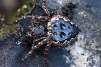 Nuctenea umbratica