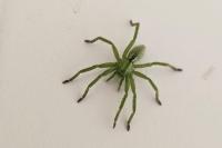 Micrommata ligurina