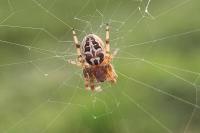 Larinioides