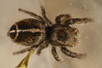 Pellenes tripunctatus