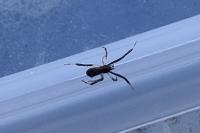 Episinus truncatus