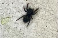 Pseudeuophrys erratica