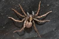 Pardosa