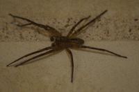 Zoropsis spinimana