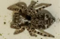 Pseudeuophrys erratica