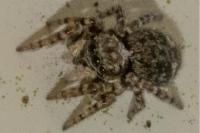 Pseudeuophrys erratica