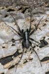 Pardosa