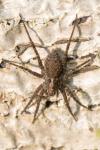 Pardosa