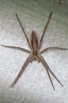 Pisaura mirabilis
