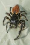 Carrhotus xanthogramma