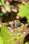Carrhotus xanthogramma