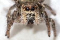 Carrhotus xanthogramma