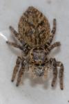 Carrhotus xanthogramma
