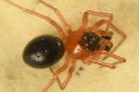 Hypomma bituberculatum