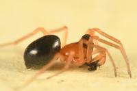 Hypomma bituberculatum