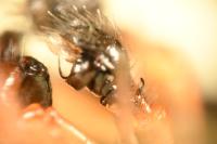 Hypomma bituberculatum