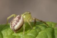 Diaea dorsata