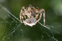 Araneus angulatus