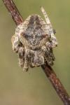 Araneus angulatus