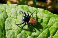 Carrhotus xanthogramma