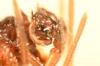 Gnathonarium dentatum