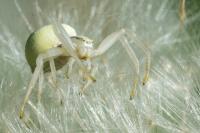 Misumena vatia