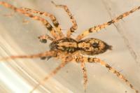 Anyphaena accentuata