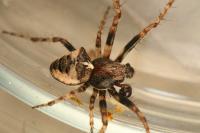 Gibbaranea bituberculata