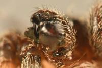 Gibbaranea bituberculata