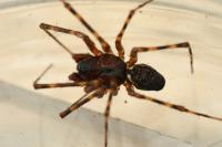 Neriene montana