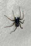 Pardosa
