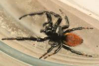 Carrhotus xanthogramma