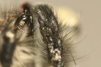 Carrhotus xanthogramma