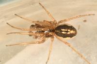 Pachygnatha clercki
