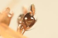Pachygnatha clercki
