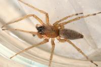 Clubiona pseudoneglecta