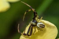 Misumena vatia