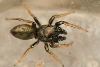 Heliophanus cupreus