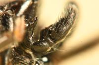 Heliophanus cupreus