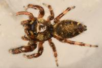 Macaroeris nidicolens