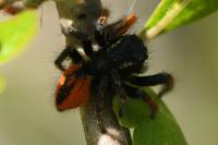 Philaeus chrysops