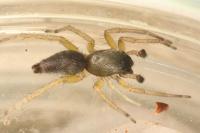 Clubiona brevipes