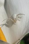 Misumena vatia
