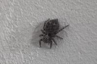 Pseudeuophrys erratica